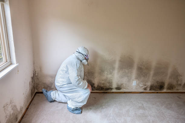 Best Residential Mold Removal  in Parker, FL