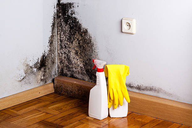 Best Mold Remediation  in Parker, FL